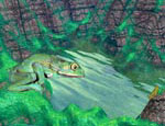 Frogpond Thumbnail